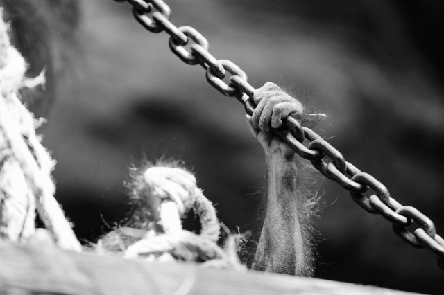 Reportage Captive | Les animaux en captivité