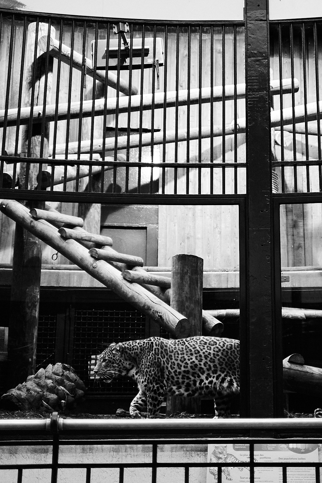 Reportage Captive | Les animaux en captivité