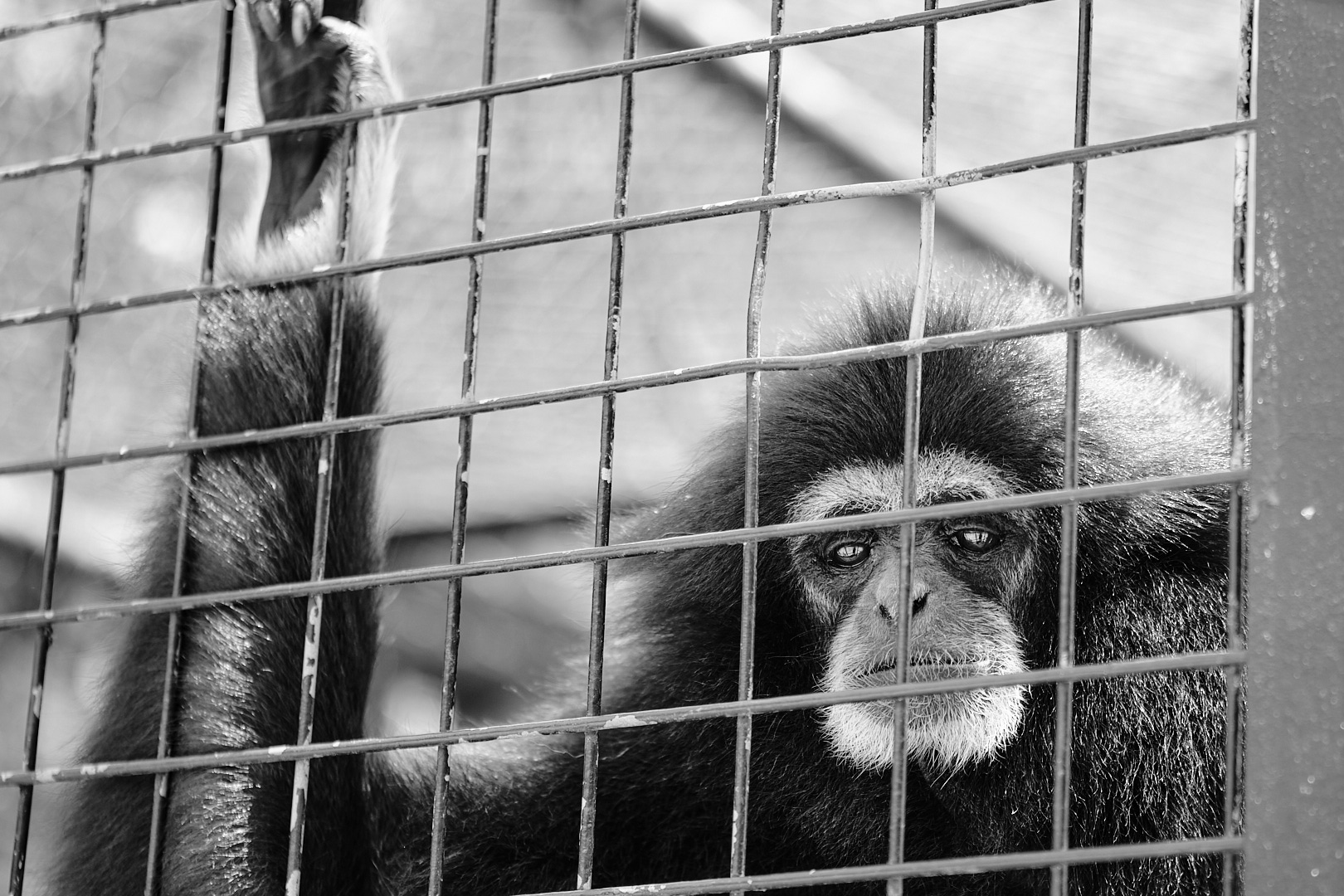 Reportage Captive | Les animaux en captivité